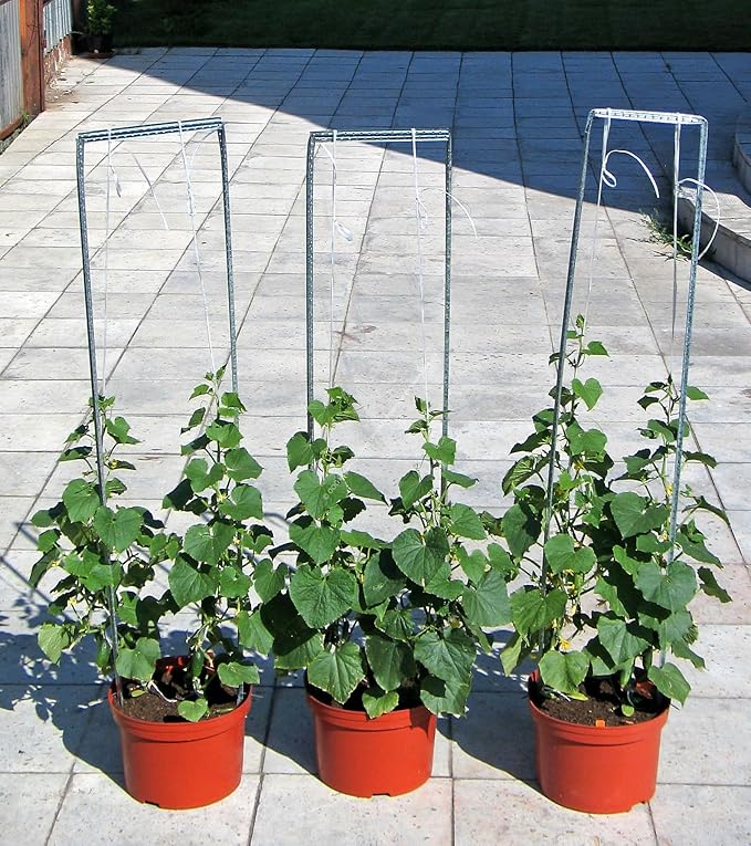 Cucumber Indoor F1 Seeds – Hybrid, Parthenocarpic (Self-Pollinated) | 45 Days to Harvest | Compact, High-Yield Variety for Greenhouses & Containers