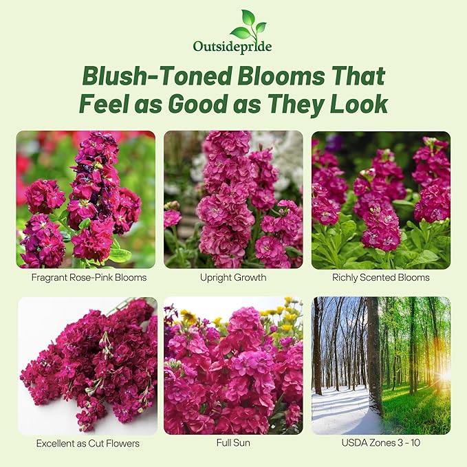 Outsidepride Ten Week Deep Rose Mattiola Stock Seeds - 1000 Pcs Annual Flower Seeds for Planting with Fragrant Blooms that Attract Pollinators, Compact Growth, for Cut Flower Arrangements & Containers