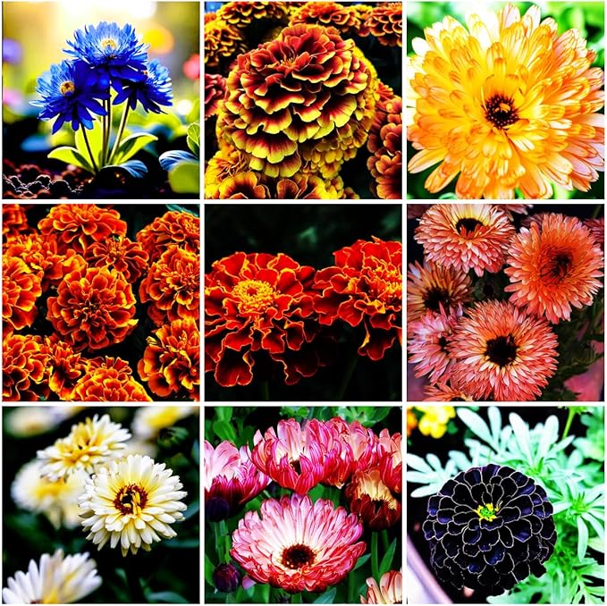 1000 PCS Marigold Seeds for Planting-Non-GMO Heirloom African Marigold Seeds- Heat & Drought Flower Seed Blooms Home Garden Flower to Plant Open Pollinated Annual Flowers