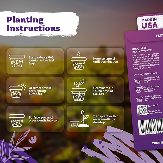 KVITER 2,000 Wild Bergamot Seeds for Planting (Monarda fistulosa), 2 Pack – Bee Balm Native Wildflower, Pollinator Magnet, Organic & Non GMO – Flower Seeds to Plant Outside in Flower/Herb Garden