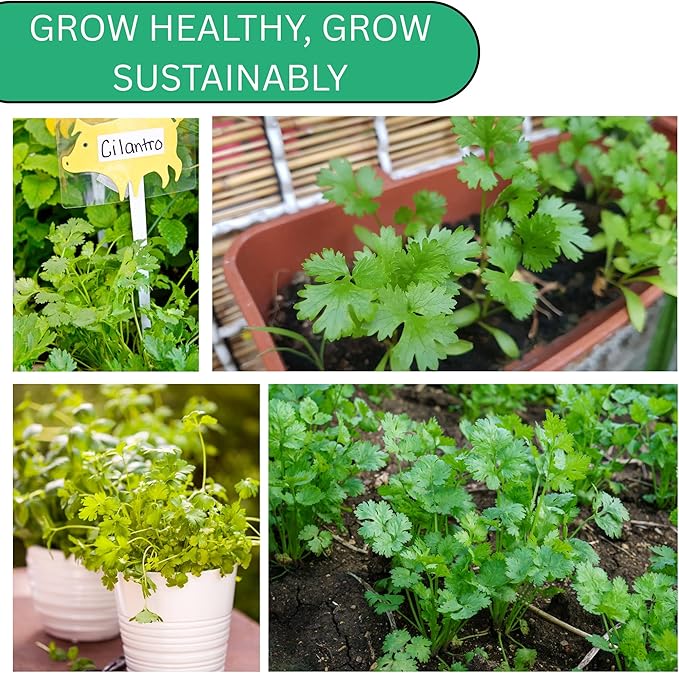 Woods Creek Seeds: Slow Bolt Cilantro Seeds for Planting - Over 300 Premium Heirloom Cilantro Seed Pack - Non-GMO Coriander Seed for Planting Indoor or Outdoor Herb Gardens