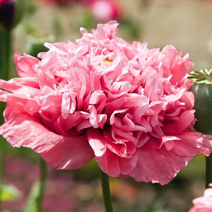 Seed Needs Mixed Peony Poppy Seeds for Planting - Heirloom & Open Pollinated - Colorful Mixture to Plant an Outdoor Butterfly Garden, Attracts Pollinators (5 Packs)