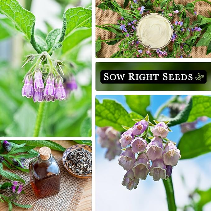 Sow Right Seeds - Comfrey Seeds for Planting - Non-GMO Heirloom Packet with Instructions to Plant an Outdoor or Indoor Herb Garden - Roots & Leaves for Home Remedies - Medicinal Salve, Oil, Tea (4)