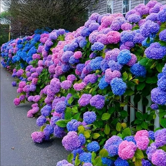 35pcs Blue Pink Purple Hydrangea Seeds - Stunning Perennial Flowers for Colorful Garden Blooms - Hardy Plant Seeds for Gardening Enthusiasts - Easy-to-Grow Variety for Landscape Beautification