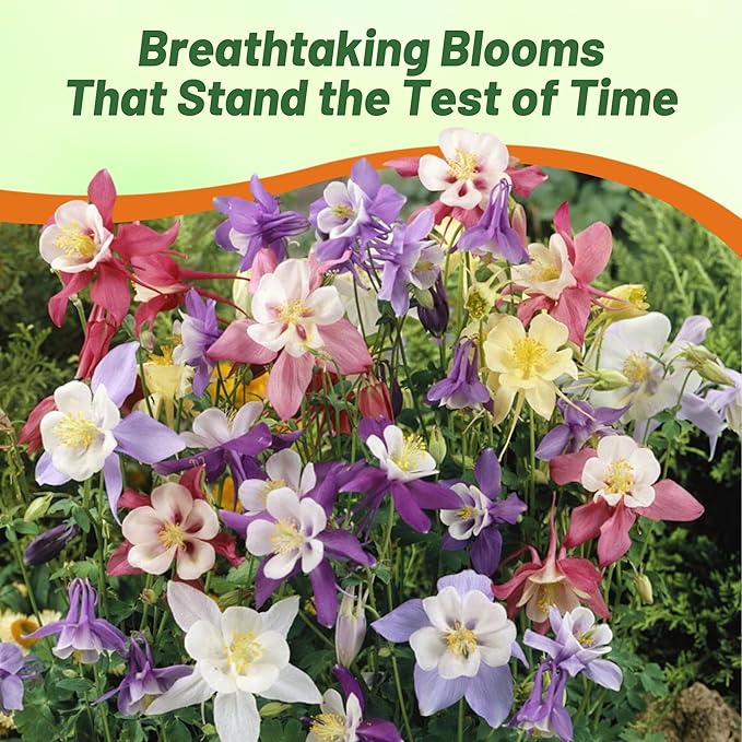 Outsidepride Mixed Columbine Seeds - 1000 Pcs Perennial, Easy to Grow Flower Seeds for Planting, Suitable for Pollinator-Friendly Garden, Cut Floral Arrangements, Ground Covers, or Borders