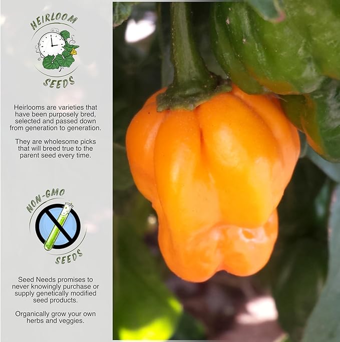 Seed Needs, Orange Scotch Bonnet Hot Pepper Seeds - 60 Heirloom Seeds for Planting Capsicum chinense - Non-GMO & Untreated to Grow an Outdoor Vegetable Garden (1 Pack)