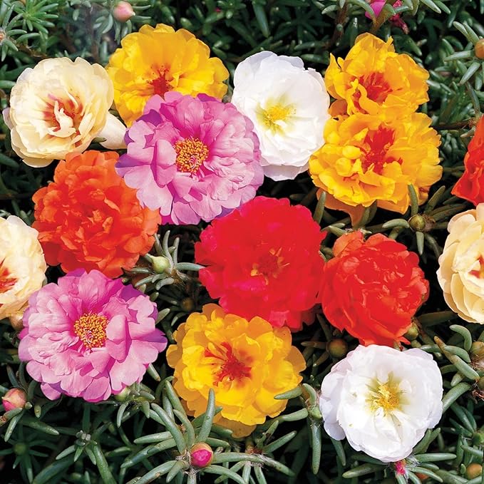 10,000+ Moss Rose Seeds – Heirloom Portulaca Seeds – Easy to Grow, Fast-Growing Annual Flower – Mixed Colors – Drought Tolerant, Non-GMO Ground Cover for Garden Landscaping
