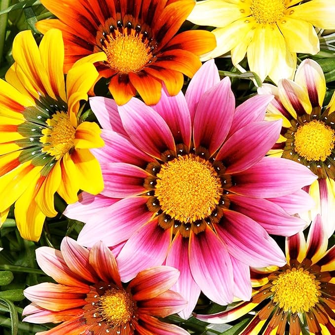 100+ Gazania Seeds Ground Cover for Planting Outdoor-Gazania Splendens Seeds Heat & Drought Tolerant Garden Flower