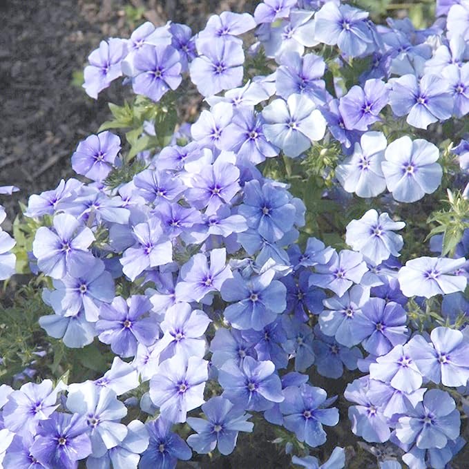 Mix Creeping Dwarf Phlox Seeds for Planting, 1000+pcs Perennial Creeping Phlox Flower Seeds Ground Cover Plants, Non-GMO Heirloom Beauty Dwarf Flowers for Home Garden Outdoors