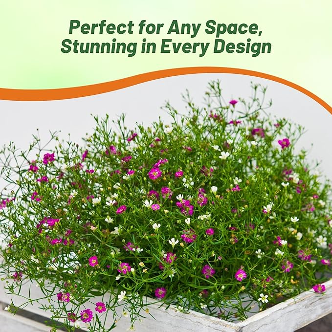 Outsidepride Gypsophila Rose Creeping Baby's Breath Seed - 10000 Pcs. Perennial, Easy to Grow & Drought Tolerant Wild Flower Seeds for Planting Vibrant Blooms in Pollinator Garden & Floral Arrangement