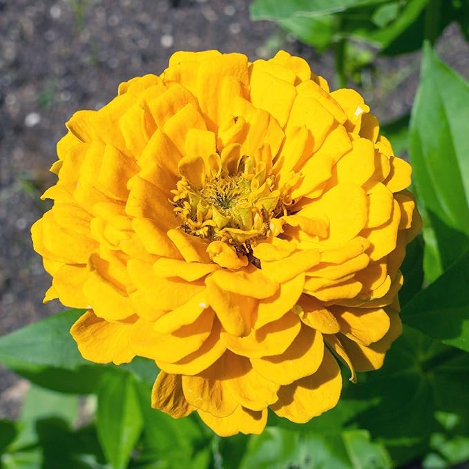 Seed Needs Zinnia Seeds for Planting Canary Bird Yellow Zinnias - Heirloom & Open Pollinated Annual Cut Flowers for a Butterfly Garden (2 Packs)