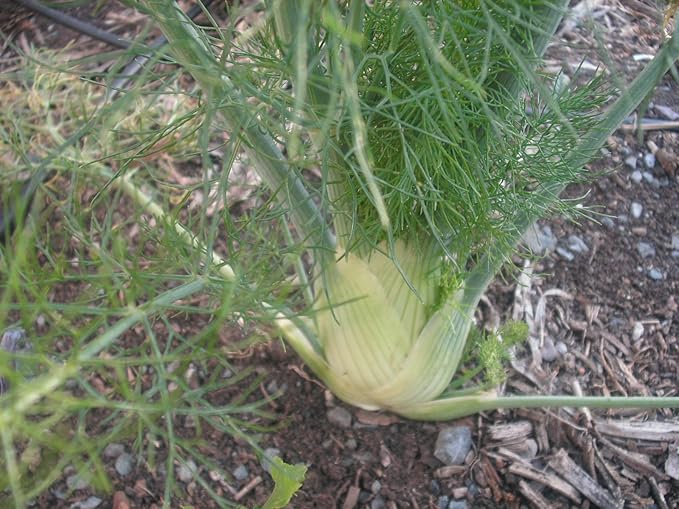2 Packages of Zefa Fino Florence Fennel Seeds - 100 Seeds Per Package