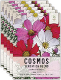 Seed Needs, Sensation Mixed Cosmos Seeds - 1,000 Heirloom Seeds for Planting Cosmos bipinnatus - Colorful Flowers Make a Great Cut Flower, Attracts Butterflies & Pollinators (5 Packs)