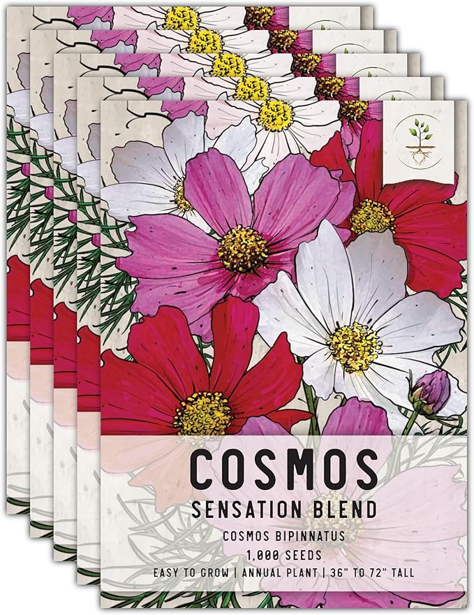 Seed Needs, Sensation Mixed Cosmos Seeds - 1,000 Heirloom Seeds for Planting Cosmos bipinnatus - Colorful Flowers Make a Great Cut Flower, Attracts Butterflies & Pollinators (5 Packs)