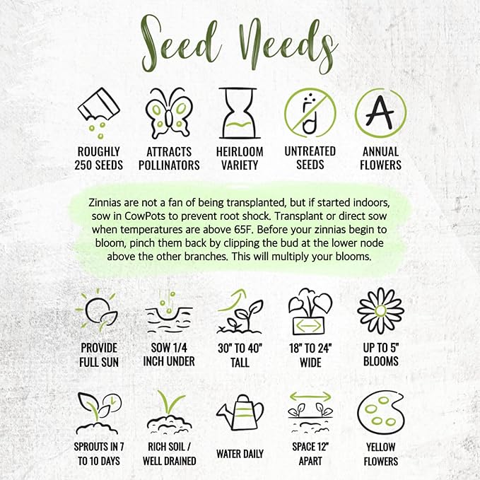 Seed Needs Zinnia Seeds for Planting Canary Bird Yellow Zinnias - Heirloom & Open Pollinated Annual Cut Flowers for a Butterfly Garden (1 Pack)