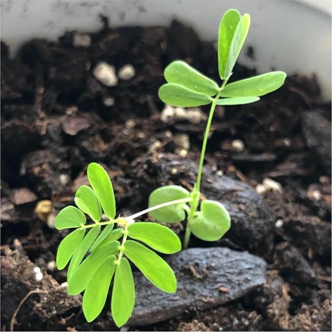 Seed Needs Sensitive Plant Seeds for Planting Mimosa pudica - Heirloom & Open Pollinated Annual Flowers - Pink Blooms with Leaves That React to Touch (1 Pack)