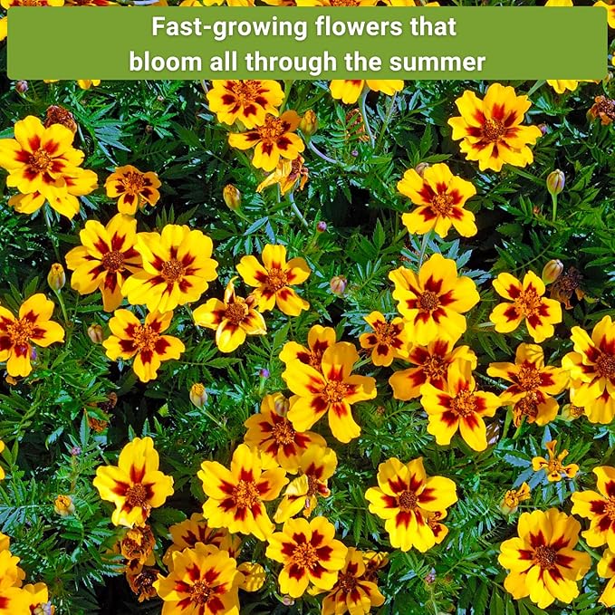 Sow Right Seeds - Marigold Collection Flower Seeds for Planting - Non-GMO Heirloom Packet with Instructions - Crackerjack, Sparky & Dainty Marietta - Companion Plants Attract Pollinators, Deter Pests