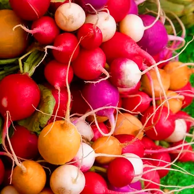 Mixrug 7 Types Radish Seeds Pack for Planting, 840pcs Non-GMO Heirloom Radish Vegetable Seeds, Vegetables Plants Home Fresh Food Garden for Outdoors Indoors