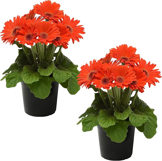 Live Flowering Gerbera Daisies - Orange (2 Plants Per Pack) - Beautiful Spring Flowers - 12" Tall by 5" Wide in 1 Qt Pot