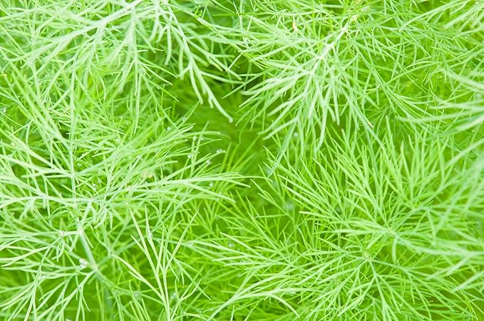 Fennel Seeds, 200+ Green Leaf, Heirloom, Non GMO Seeds, Foeniculum vulgare