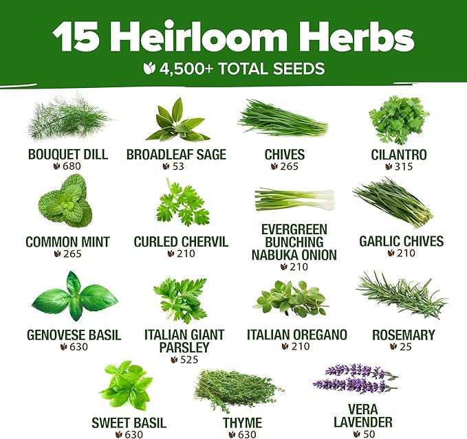 HOME GROWN 4-Pack Herb Seeds Bundle – 15 Culinary Herbs (4,500+), White Sage (646), Rosemary (300), Thai Basil (876) – Non-GMO, USA Heirloom Indoor Outdoor Garden Kit for Growing Fresh Herbs