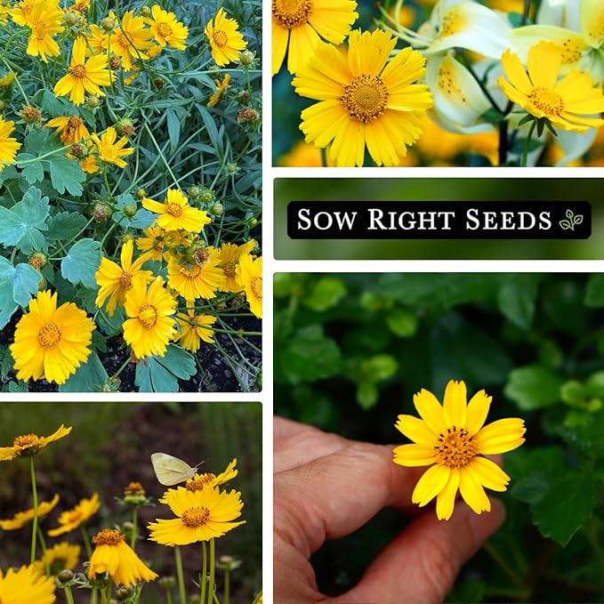 Sow Right Seeds - Dwarf Lance-Leaved Coreopsis Seeds for Planting - Non-GMO Heirloom Perennial Tickseed - Easy-to-Grow Flower for Butterflies & Bees - Sun-Loving Blooms for Gardens and Borders (4)