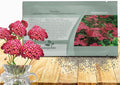 Outsidepride Cerise Queen Yarrow Seeds – 10000 Pcs. Perennial, Versatile, Clump-Forming, & Drought Tolerant Flower Seeds for Planting Fragrant & Vibrant Blooms, Ideal for Pollinator Gardens
