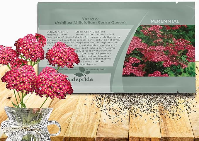 Outsidepride Cerise Queen Yarrow Seeds – 5000 Pcs. Perennial, Versatile, Clump-Forming, & Drought Tolerant Flower Seeds for Planting Fragrant & Vibrant Blooms, Ideal for Pollinator Gardens