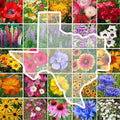 Eden Brothers Texas Wildflower Mixed Seeds for Planting, 1 oz, 30,000+ Seeds with Cornflower, Birds Eyes, African Daisy | Attracts Pollinators, Plant in Spring or Fall, Zones 3, 4, 5, 6, 7, 8, 9, 10