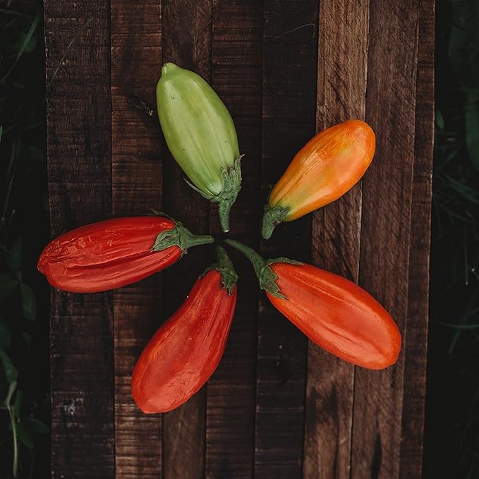 Jilo Comprido Verde Claro Eggplant - 25 Seeds - Brazilian Heirloom Green Eggplant, Non-GMO Heirloom Eggplant Seeds for Planting in The Home Garden, Thresh Seed Company