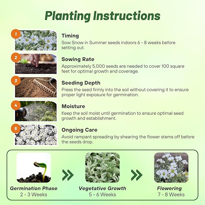 Outsidepride Snow in Summer Seeds - 5000 Pcs. Perennial, Drought-Tolerant & Easy to Grow, Ground Cover Seeds for Planting Silver Foliaged, White Blooms, Great for Rock Gardens, and Dry Landscapes
