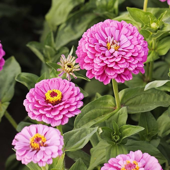 Eden Brothers Zinnia Seeds - Benary Giant Lilac