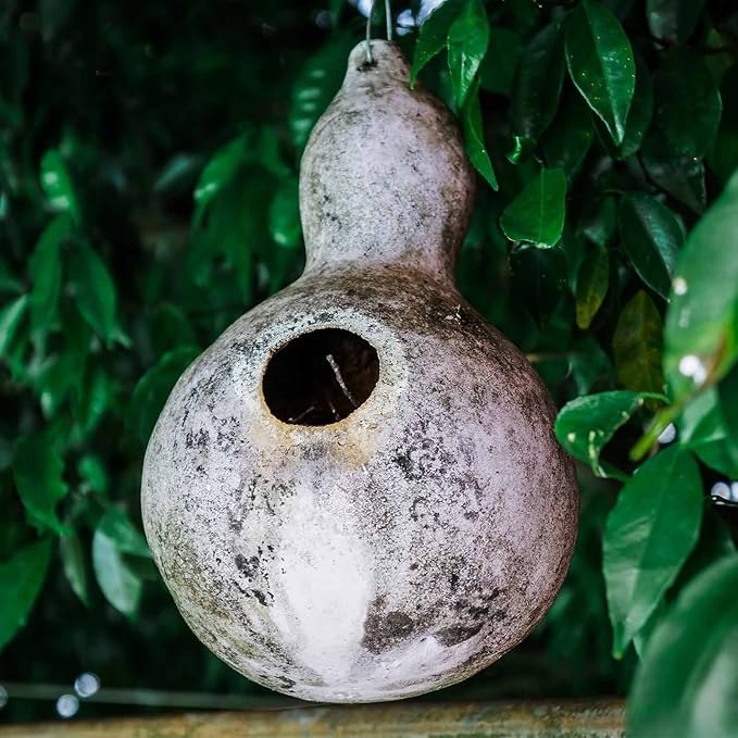 Birdhouse Gourd Garden Seeds - 2 Gram Packet ~11 Seeds - Non-GMO, Heirloom Vegetable Gardening Seeds - Cucurbita Species