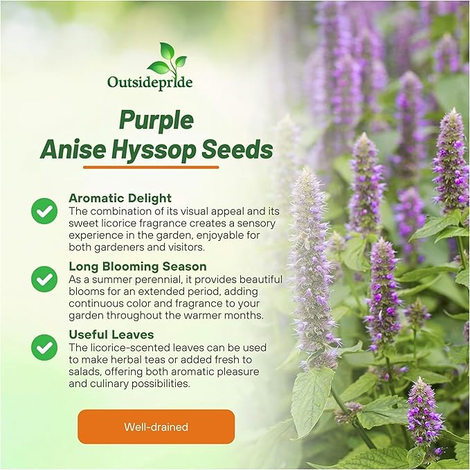 Outsidepride Purple Anise Hyssop Seeds for Planting - 5000 Pcs Perennial Herb Garden Seeds with Fragrant Blooms Attractive to Pollinators, for Small Gardens, Containers, & Xeriscaping