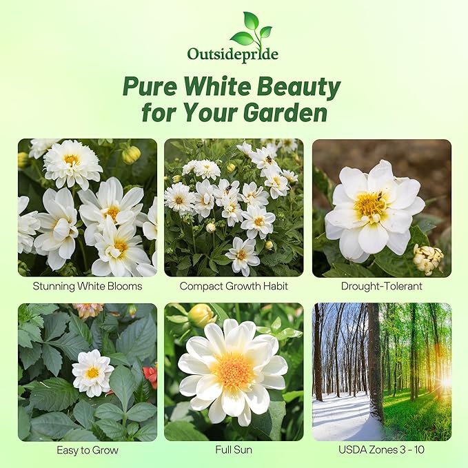 Outsidepride Opera White Dahlia Seeds for Planting - 200 Pcs Annual, Easy to Grow, Season-Long Flower Seeds with Colorful Blooms for Containers, Pots, Borders, & Gardens, Suitable as Cut Flower