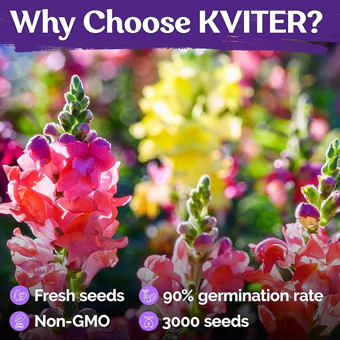 KVITER 3,000 Tetra Mix Snapdragon Seeds, 2 Pack (Antirrhinum Majus) – Heirloom & Organic Tall Snap Dragon Mix, Annual Flower Garden Seeds, Cut Flower Seeds for Planting – Outdoor Garden & Containers