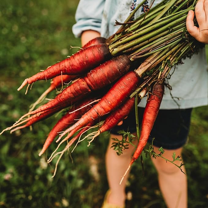 Cosmic Purple Carrot - 150 Seeds - Heirloom & Open-Pollinated Variety, Non-GMO Vegetable Seeds for Planting Indoors or Outdoors in Containers or The Home Garden, Thresh Seed Company