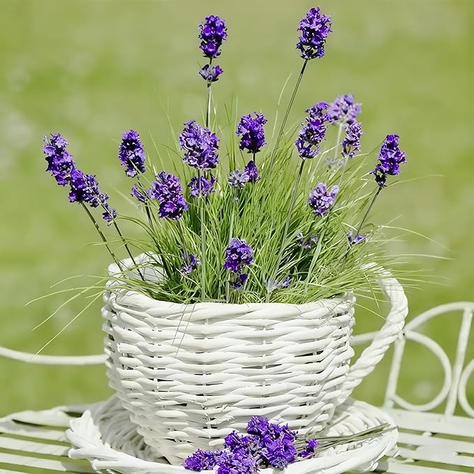 9500pcs Lavender Perennial Flower Seeds for Planting, Non-GMO Heirloom Purple Lavender Perennial Wildflower Plant Seeds, Open Pollinated Beauty Home Garden Flowers in Outdoors Indoors