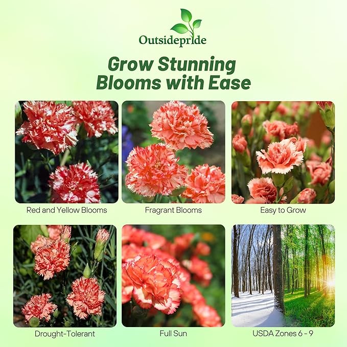 Outsidepride Avranchin Red Carnation Seeds - 2000 Pcs Perennial, Easy to Grow Flower Seeds for Planting with Fragrant Blooms, Ideal for Pollinators, Cutting Gardens, Bouquets, & Floral Arrangements