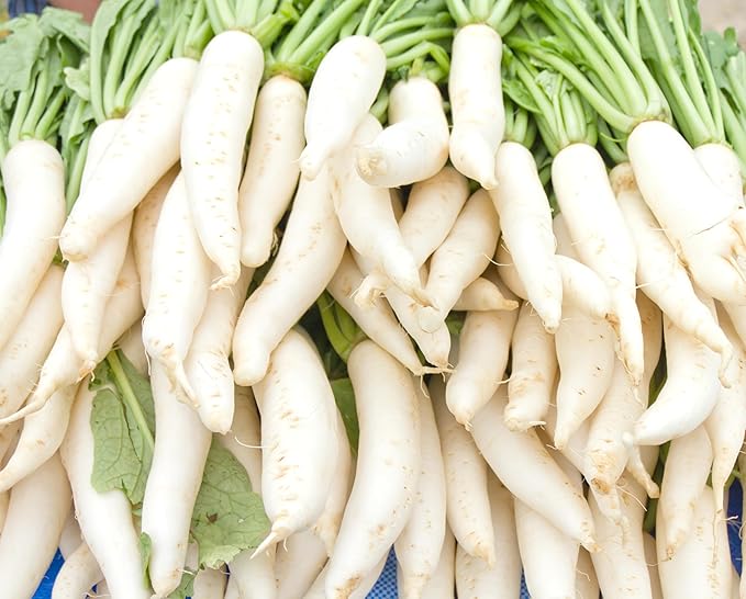 Japanese Daikon Radish Seeds for Planting - 100 Heirloom Non GMO Seeds - Full Planting Instructions to Plant & Grow a Home Vegetable Garden - Great Gardening Gift, 2 Packets