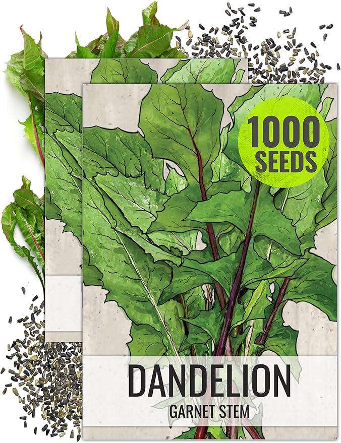 Seed Needs Garnet Stem Dandelion Seeds for Planting - Non-GMO, Heirloom & Untreated Edible Herbs - Grow Your own Food for Tortoises, Rabbits & Bearded Dragons (2 Packs)