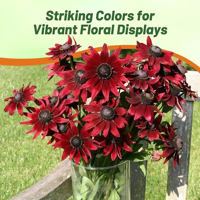 Outsidepride Cherry Brandy Rudbeckia Seeds - 50 Pcs. Annual, Easy to Grow & Self-Seeding Flower Seeds for Planting Red Blooms, for Low Maintenance Pollinator Gardens & Erosion Control