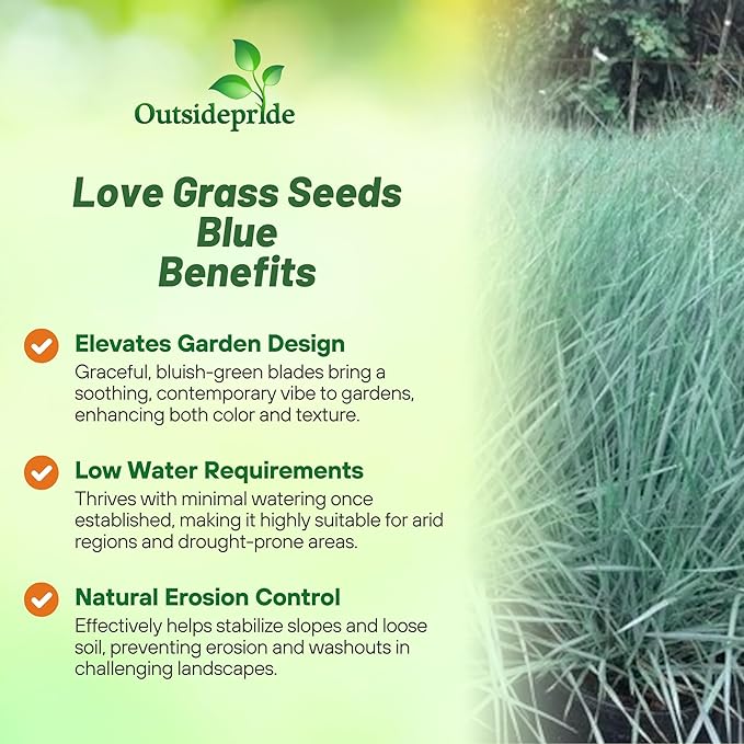 Outsidepride 500 Seeds Perennial Eragrostis Elliotii Blue Eros Ornamental Love Grass Seed for Planting
