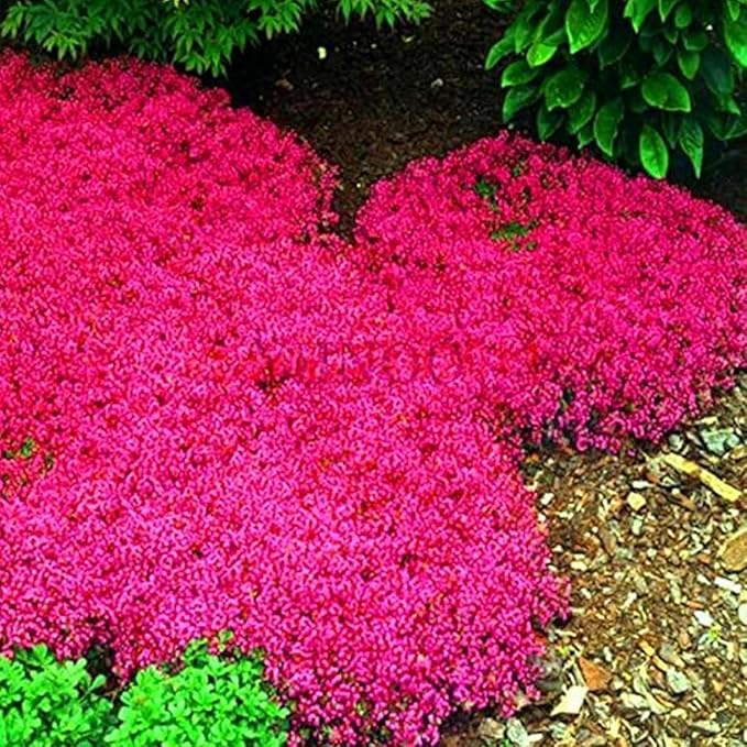 20000+ Red Creeping Thyme Seeds Ground Cover Plant Seeds Perennial- Non-GMO Heirloom Flower Creeping Thyme Seeds for Planting