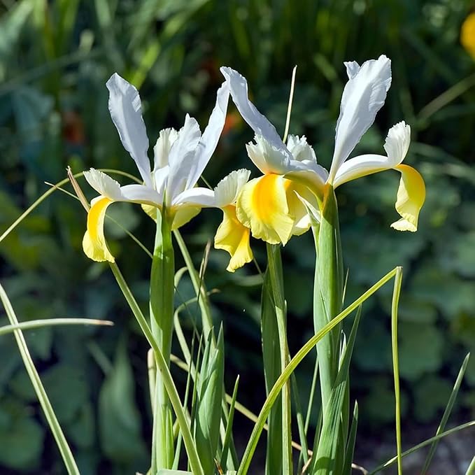 Votaniki Iris hollandica 'Apollo' (Dutch Iris) Bulbs - Hardy Perennial for Spring Blooms | Stunning Yellow & White Flowers, Easy to Grow, Perfect for Cut Flower (12 Pack)