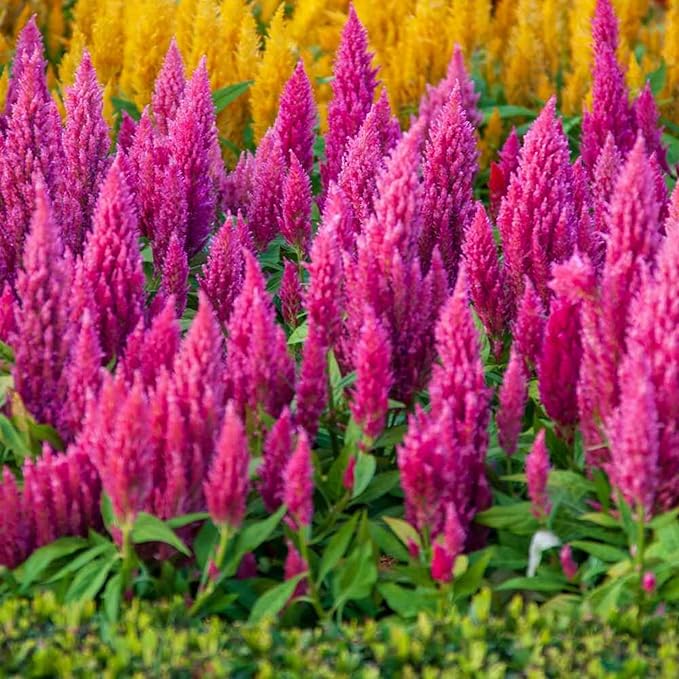 1000 Seeds Pink Celosia Spicata Flamingo Flower Perennial Flower Seeds for Planting