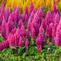 1000 Seeds Pink Celosia Spicata Flamingo Flower Perennial Flower Seeds for Planting