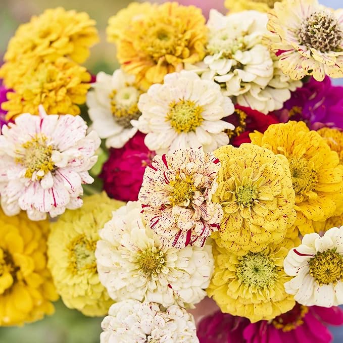 Eden Brothers Zinnia Seeds - Candy Stripe Mixed, Non-GMO Seeds for Planting, Packet | Low-Maintenance Flower Seeds, Plant During Spring, Zones 3, 4, 5, 6, 7, 8, 9, 10