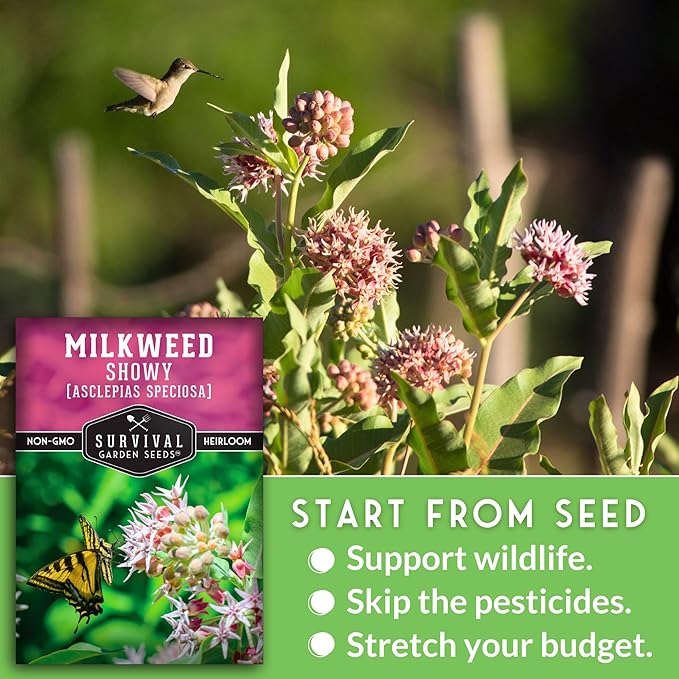 Showy Milkweed Seeds for Planting - Asclepias Speciosa - Monarch Butterfly Host - Drought-Tolerant Native Plant & Prairie Flower - Asclepias Speciosa - Survival Garden Seeds (1 Pack)