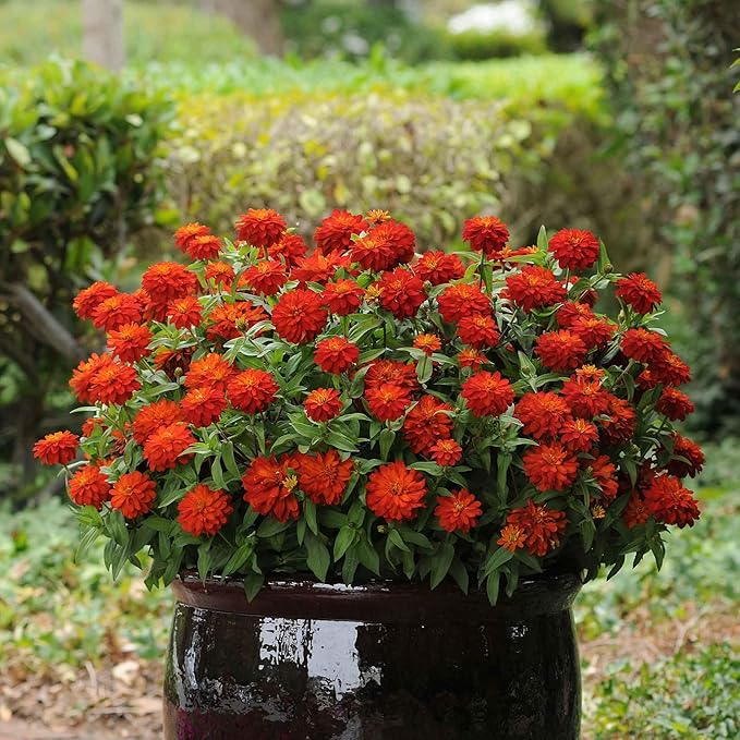 Eden Brothers Zinnia Seeds - Double Zahara Fire, Non-GMO Seeds for Planting, Packet | Low-Maintenance Flower Seeds, Plant During Spring, Zones 2, 3, 4, 5, 6, 7, 8, 9, 10, 11